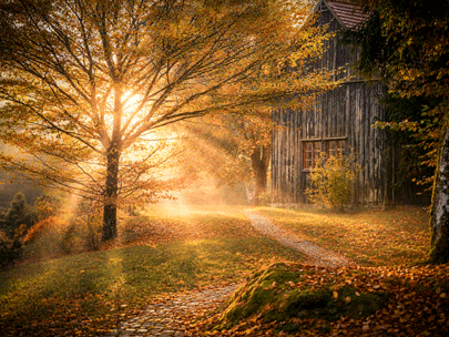 Black wooden old hut on a backyard of a countryside farm in autumn golden foliage season.